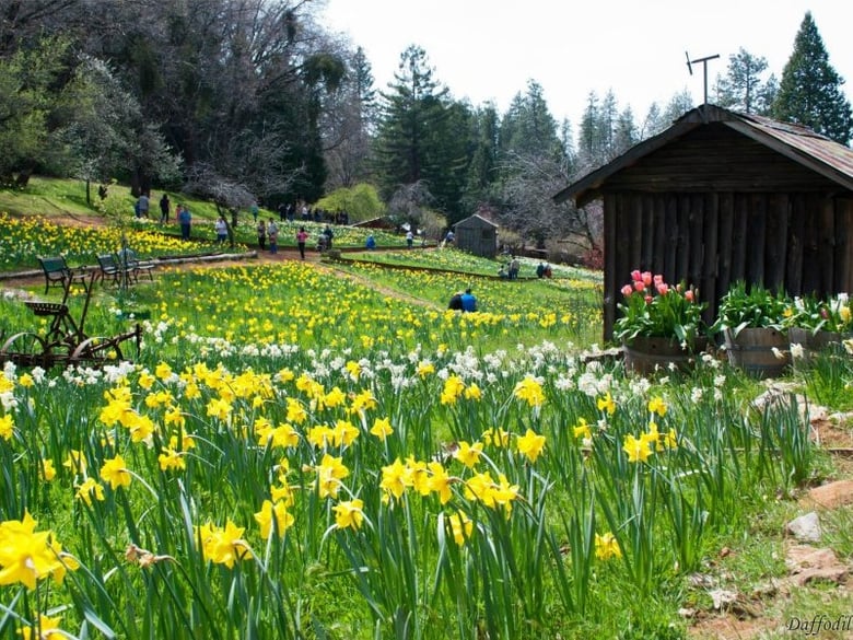 Thousands of visitors made the trek up to the foothills each spring to view the hillside covered with daffodils, but its owners say the crowds were overwhelming.