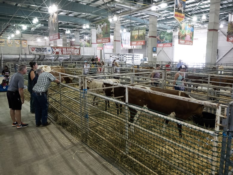 Livestock are on display at the State Fair.