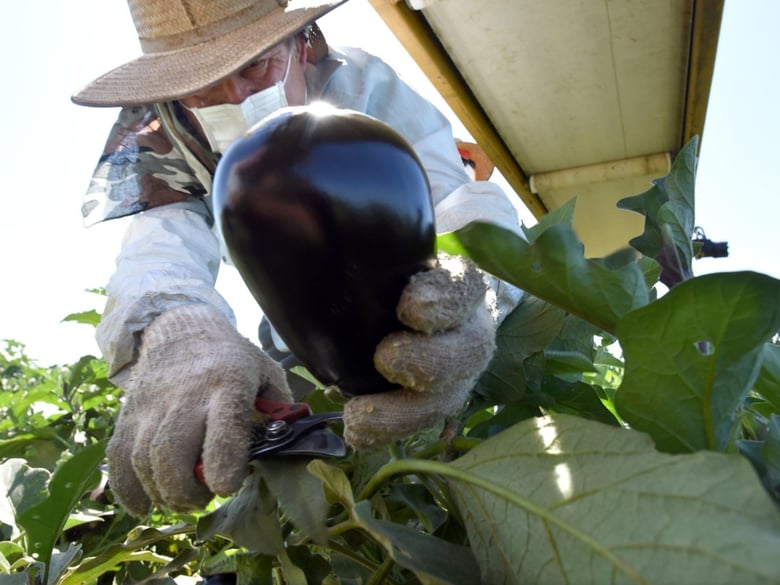 Rafael Santos picks eggplants for Sunnyside Packing at a field in Sanger.