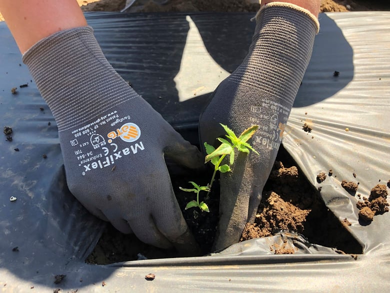 In this Thursday, June 13, 2019, photo, Jennifer Lane, a student intern at the Oregon State University Extension Center, plants a hemp seedling in a field in Aurora, Oregon.