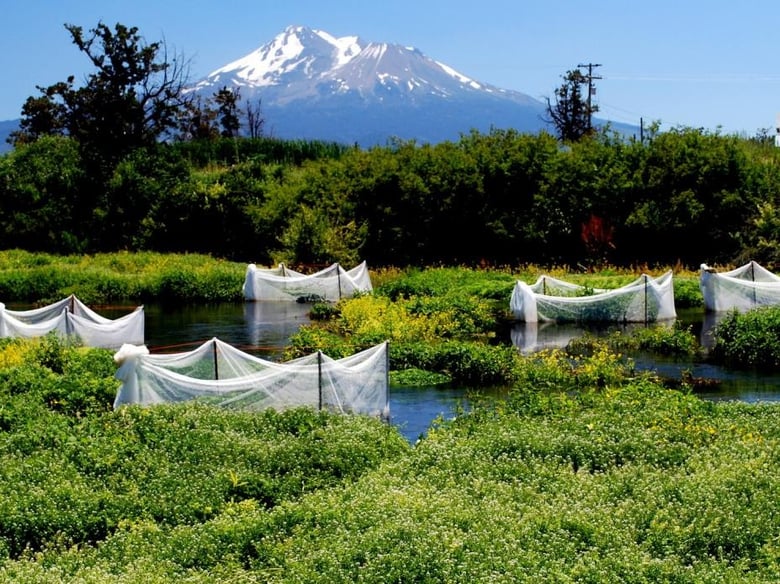 These enclosures, which contain juvenile coho salmon, are part of a UC Davis experiment in the Shasta River Basin.