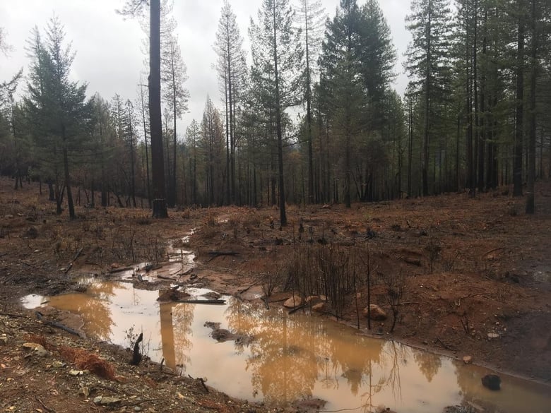 Paradise burn scar
