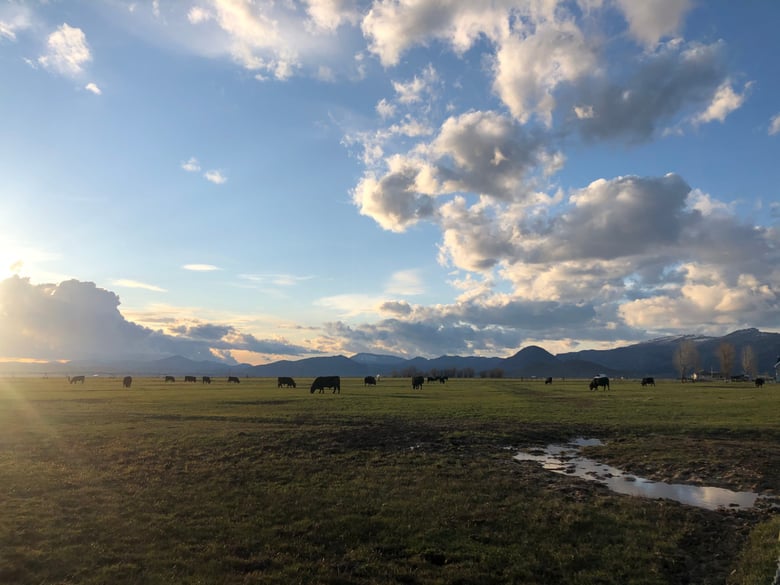 The Roberti ranch north of Truckee.