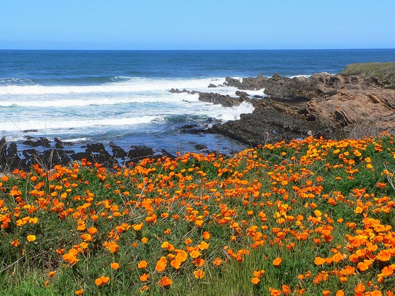 California poppies blooming at Montana de Oro State Park in the Morro Bay area.