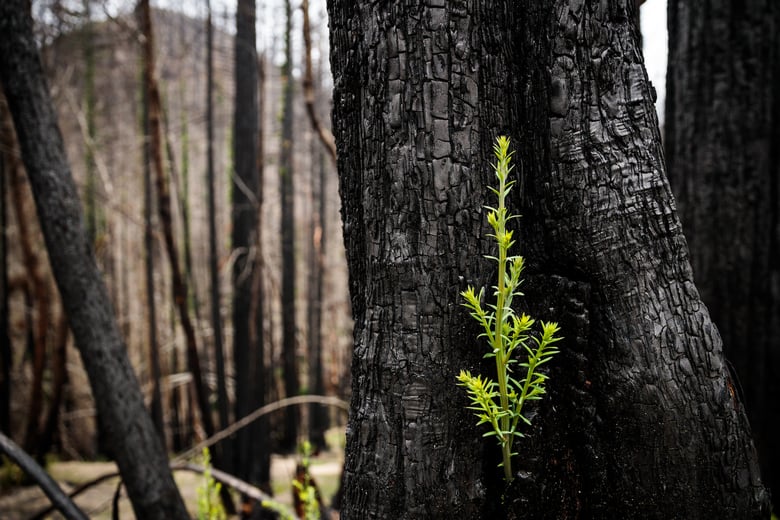 New growth on burned redwood trees in Big Basin Redwoods State Park in Boulder Creek, California on April 22, 2021. Most of the park burned in 2020's CZU Complex wildfire. Photo by Max Whittaker courtesy of Save the Redwoods League.