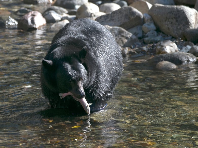 A Black Bear eats a Kokanee salmon it caught in the Taylor Creek Tuesday, Oct. 24, 2017, in South Lake Tahoe, Calif.