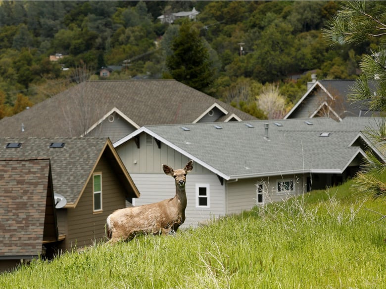 In this April 17, 2019, photo, a deer wanders past homes overlooking the community of Sonora, Calif.