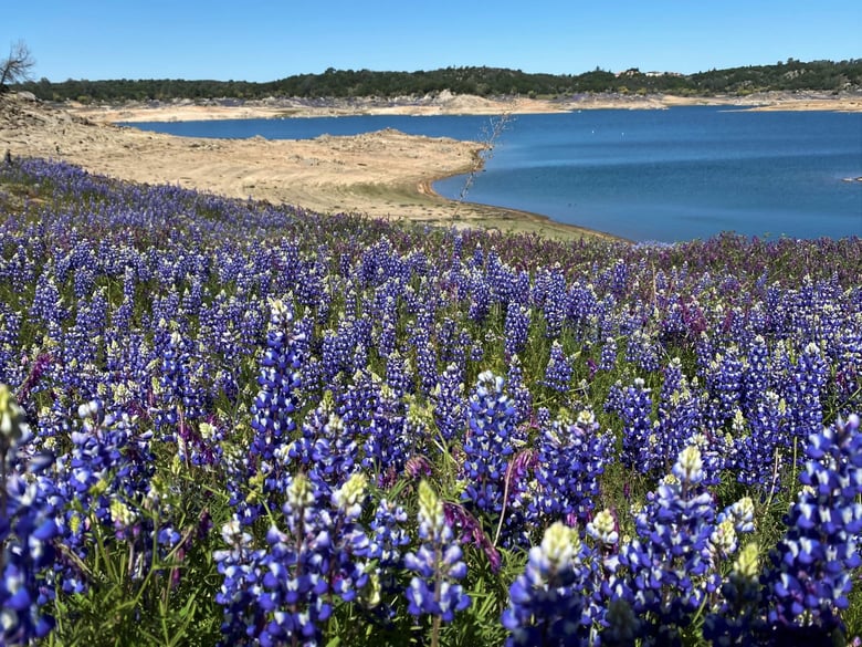 Lupines bloom at Folsom Lake State Recreation Area in 2021.