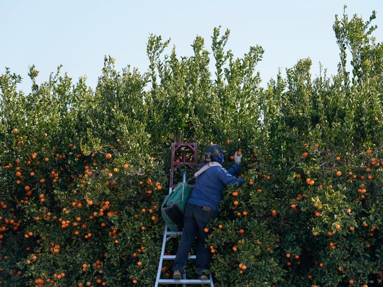 A farmworker picks fruit at a citrus farm in Kern County, Calif., Monday, Jan. 20, 2025.
