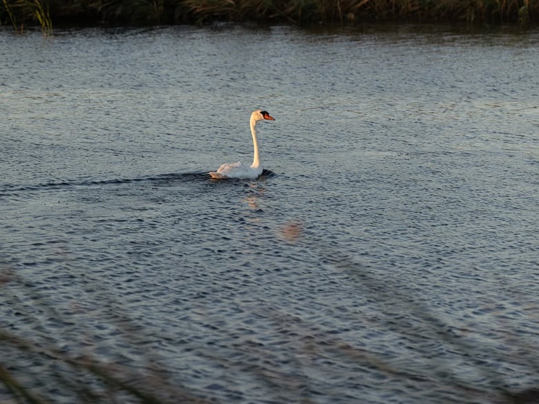 A bill pending in the California Legislature would allow landowners and hunters to shoot invasive mute swans like this one seen recently in the Grizzly Island Wildlife Area near Fairfield. Photo by Miguel Gutierrez Jr., CalMatters A bill pending in the California Legislature would allow landowners and hunters to shoot invasive mute swans like this one seen recently in the Grizzly Island Wildlife Area near Fairfield. Photo by Miguel Gutierrez Jr., CalMatters