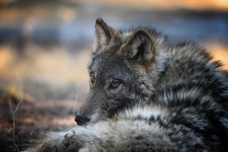 A gray wolf. (Courtesy of California Department of Fish and Wildlife)