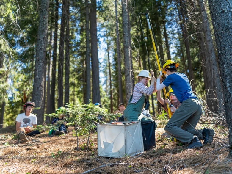 Cone Camp participants prepare to launch a weighted line into a sugar pine tree in Pollock Pines on July 15, 2026.