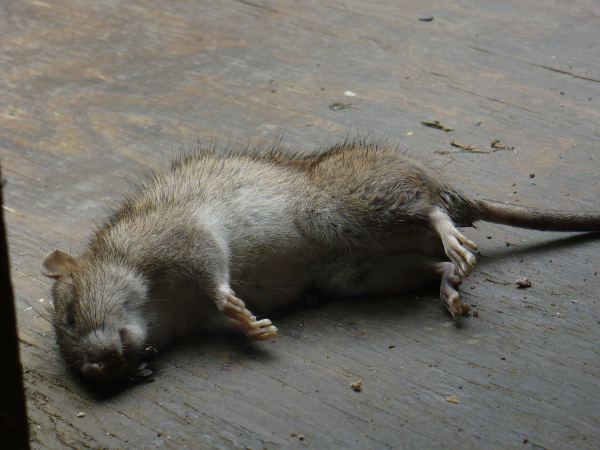This photo taken June 6, 2009 shows a dead rat on a porch at a Silver Spring, Md., home. The homeowner had bait boxes filled with rat poison stationed around her yard. (AP Photo/Sharon Theimer)