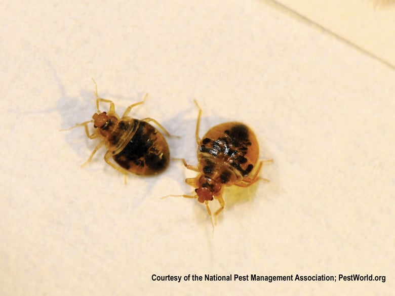 National Pest Management Association / PestWorld.org / Flickr