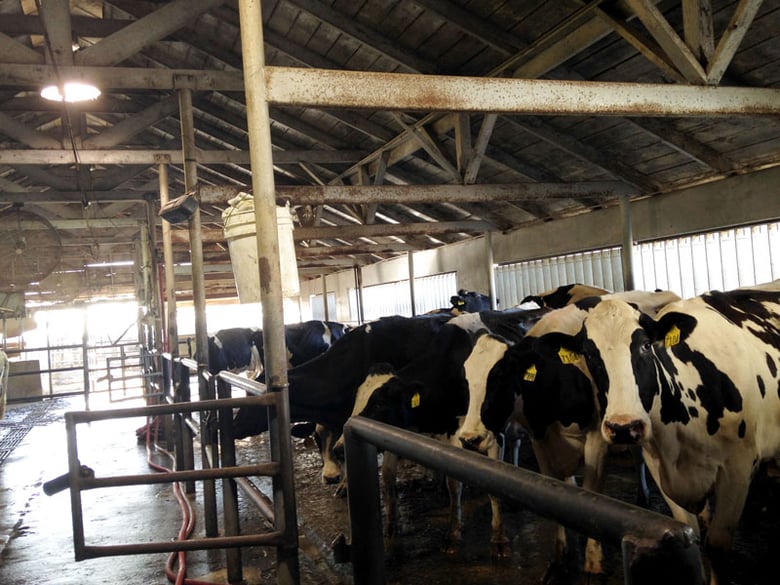 Milking Time at the T-Bar Dairy Milk Parlor in Porterville, Calif.
