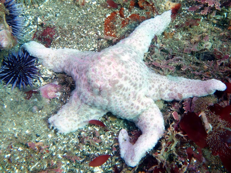 Disease Causing Sea Stars To Waste Away 