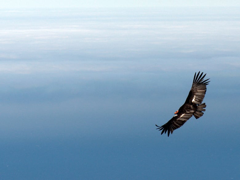 California condors, the largest flying bird in North America, are recovering from the brink of extinction, but threats of lead poisoning persist.
