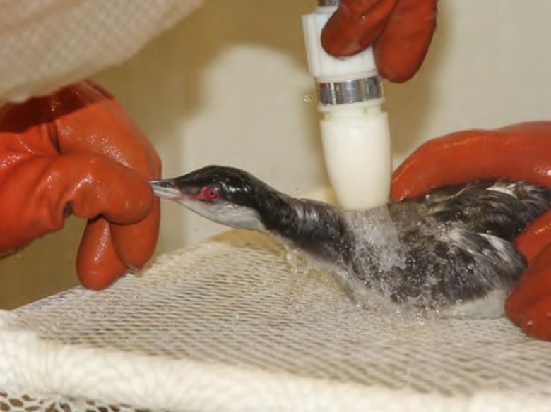 A horned grebe being washed at International Bird Rescue's San Francisco Bay Center to remove mystery goo.