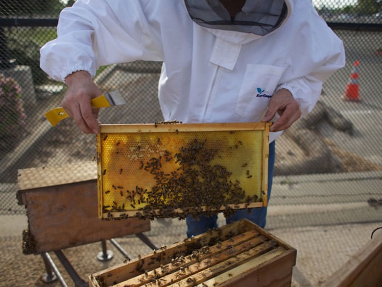 Shedding Light on the Secret Reproductive Lives of Honey Bees - College of  Agriculture and Life Sciences, Honey Bee