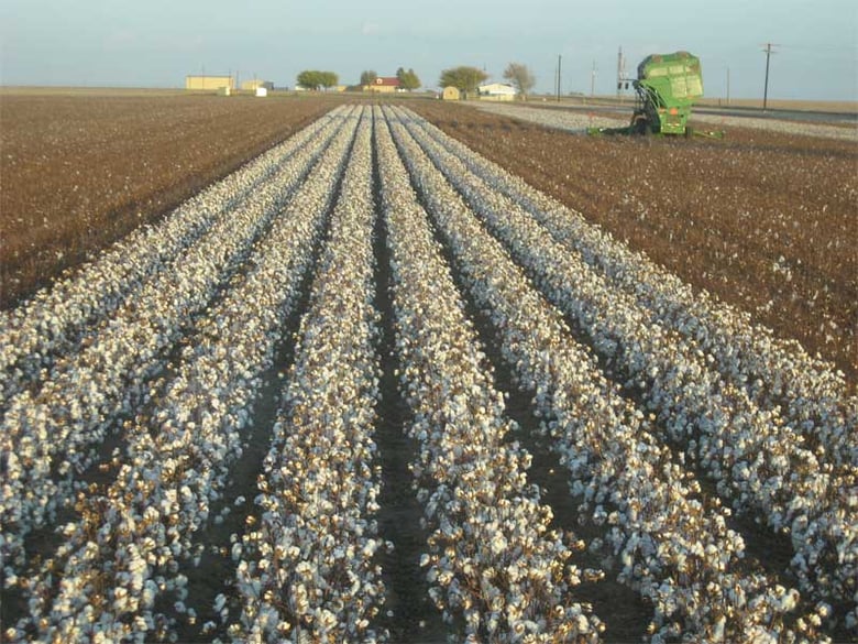 A partly harvested cotton field.