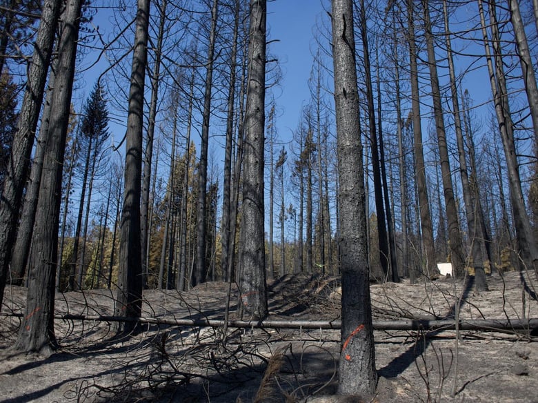 Area burned by the King Fire near Pollock Pines, CA. Taken in November 2014.