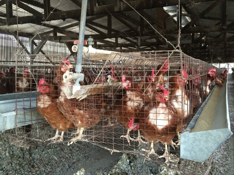 Modified cages for egg laying hens at Hilliker ranch near San Diego. 