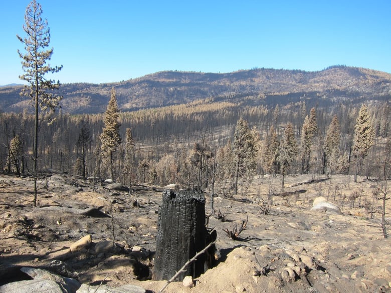 The Stanislaus National Forest after the 2013 Rim Fire, a megafire that burned 257,000 acres.