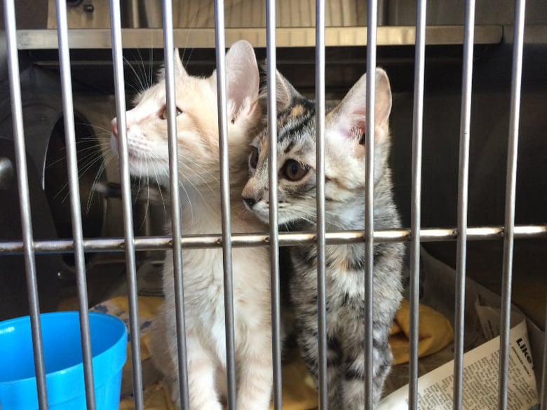 Feral cats waiting for adoption at Bradshaw Animal Shelter in Sacramento, CA. 