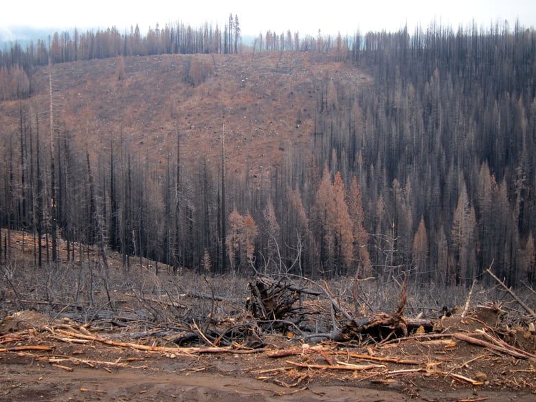 More than 23,000 acres of Sierra Pacific Industry timber land burned in the King Fire.