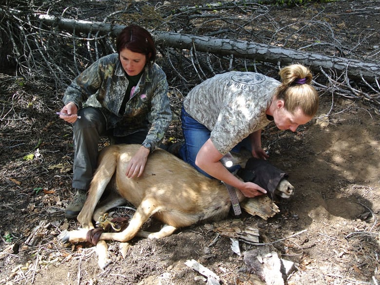 In this July 22, 2015, photo provided by the California Department of Fish and Wildlife, CDFW biologists, Sara Holm, left, and Helayna Pera, monitor vital signs of a deer captured for a project involving the Loyalton-Truckee mule deer herd in Tahoe N