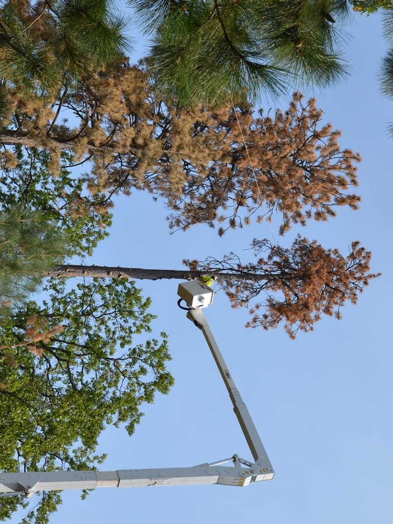 PG&E crews fell giant Ponderosa Pine trees that threaten power lines in Placer County.
