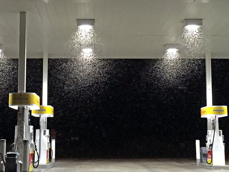 In this Aug. 14, 2015, photo provided by Matthew Hengst, bugs swarm at a gas station in the Sierra Nevada town of Lone Pine, Calif. The outbreak of Melacoryphus lateralis species of seed bug is the first of its kind in recent memory, scientists say.