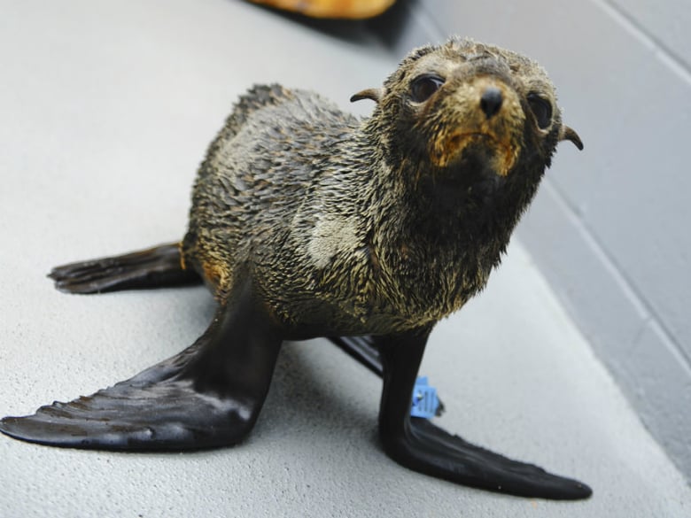 The Marine Mammal Center’s record-breaking patient load this year has included an influx of emaciated young Guadalupe fur seals.