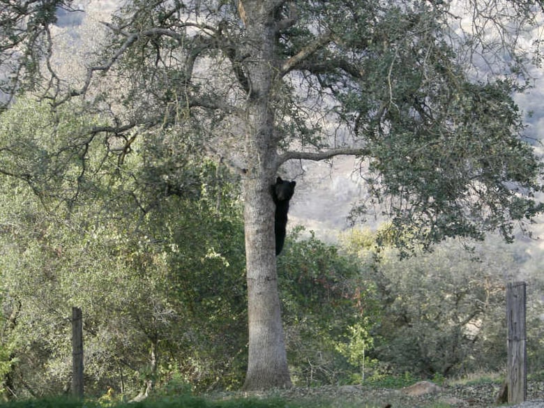 In this Friday, Oct. 23, 2015, photo a California black bear roams in Three Rivers, Calif. 
