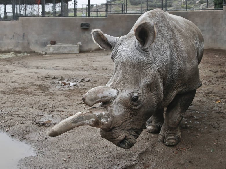 In this Dec. 31, 2014, file photo, Nola, a 40-year-old northern white rhino who is only one of five remaining of the species, wanders around her enclosure at the San Diego Zoo Safari Park on a cold winter day in Escondido, Calif.