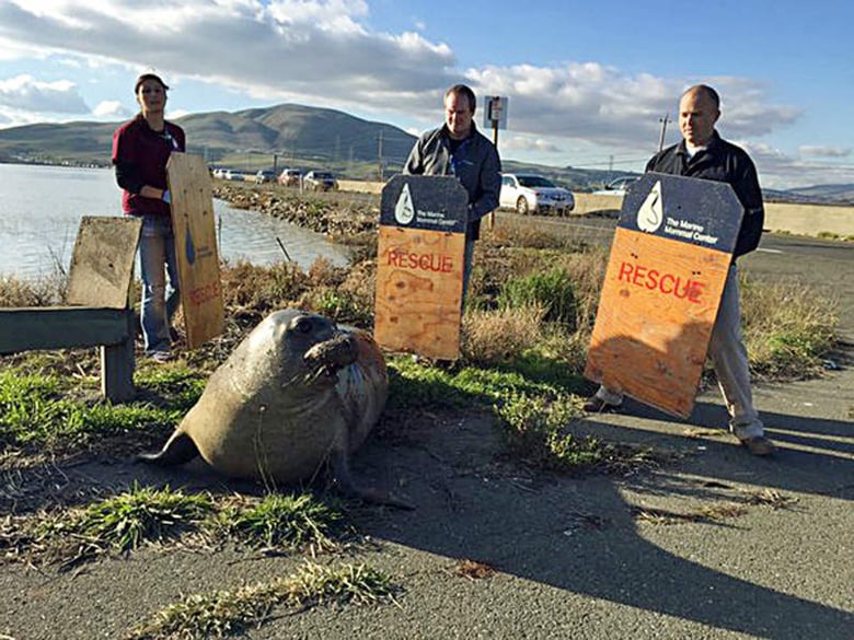 Wildlife experts from the Marine Mammal Center in Sausalito attempt to corral an elephant seal that repeatedly tried to cross a highway, slowing traffic in Sonoma, Calif., Monday, Dec. 28, 2015