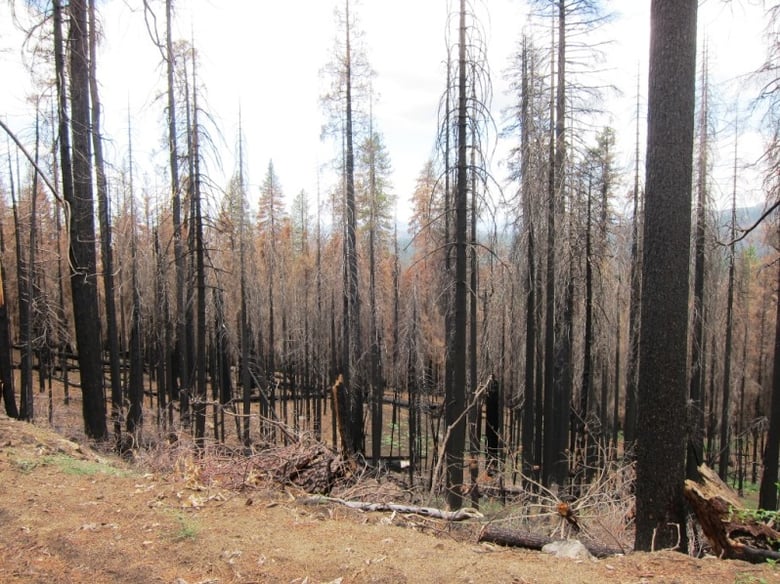 Area burned by the Rim Fire. Photo taken in 2015 near Yosemite National Park.
