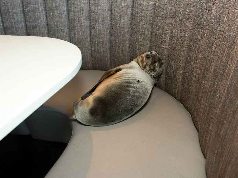 In a photo provided by SeaWorld, an 8-month-old female sea lion pup is shown where it was found sleeping in a booth of the Marine Room, an upscale restaurant in the La Jolla neighborhood of San Diego, Thursday, Feb. 4, 2016. 