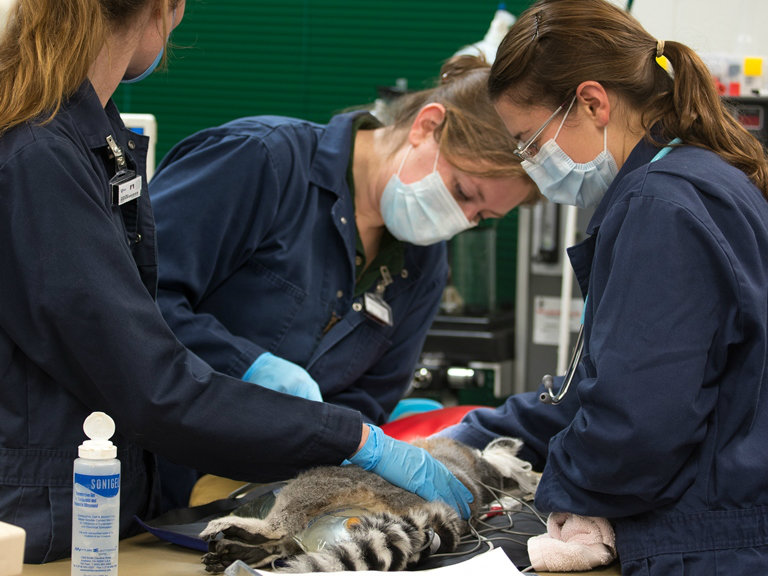 The lemur found in Turlock receives his veterinary exam and a clean bill of health. 