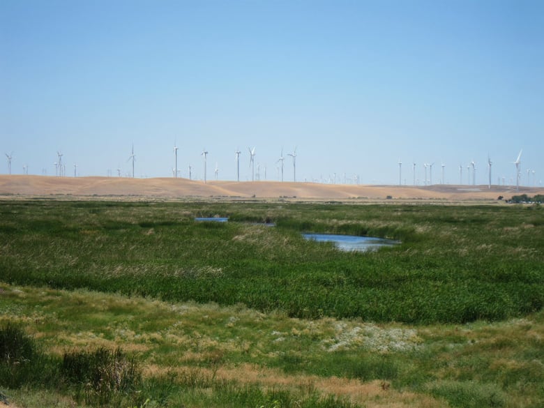 Restored wetland on Twitchell Island in 2013.