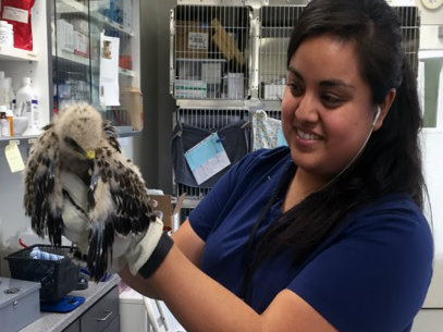 Anysia Avila is a Manager at Wildlife Care Association. 
