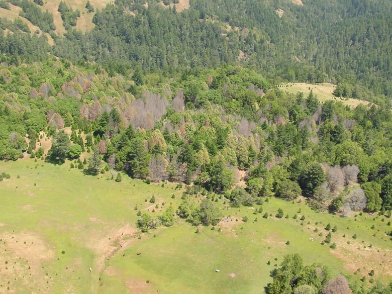 Large-scale tree mortality in northern Sonoma County, California