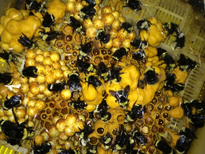 Every bee in the hive is female. UC Davis studies them to gauge food collection, weight and health of the hive.