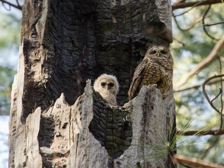 An adult female California spotted owl and owlet on the nest.