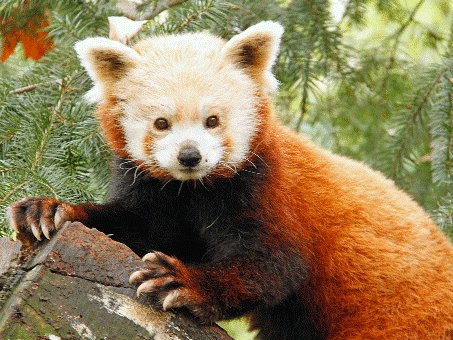 The Sacramento Zoo's Red Panda - Jane - died in her sleep on Tuesday. Zoo officials say Jane was 19 and the oldest Red Panda in an American Zoo and Aquarium Assoc. program. The average life expectancy for Red Pandas in zoos is about 10 years. 