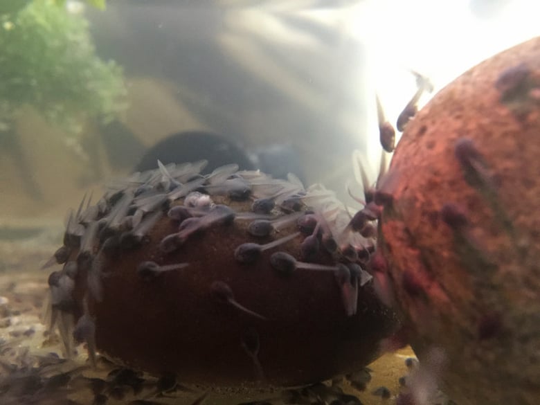In this Oct. 12, 2016 photo provided by the Oakland Zoo, two-day-old Puerto Rican crested toad tadpoles are seen clinging to a rock at the Oakland Zoo in Oakland, Calif. 
