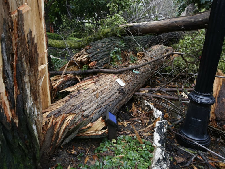 A fallen American Elm tree is seen at Capitol Park Thursday, Jan. 19, 2017, in Sacramento, Calif. It was among three from the 120-year-old grove that was destroyed during the storm that swept through Northern California Wednesday.