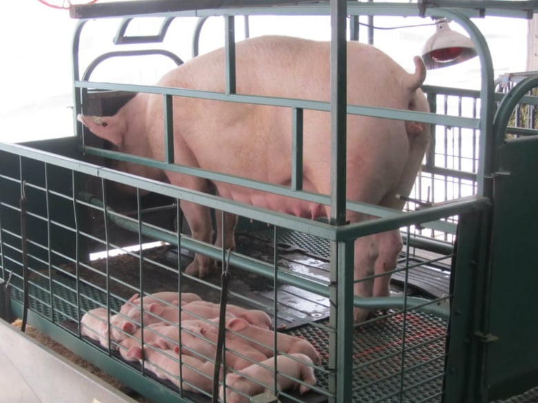 The Animal Legal Defense Fund filed a lawsuit today against Cal Expo and UC regents. The group is trying to prevent any future displays of pregnant and nursing pigs confined in crates.   