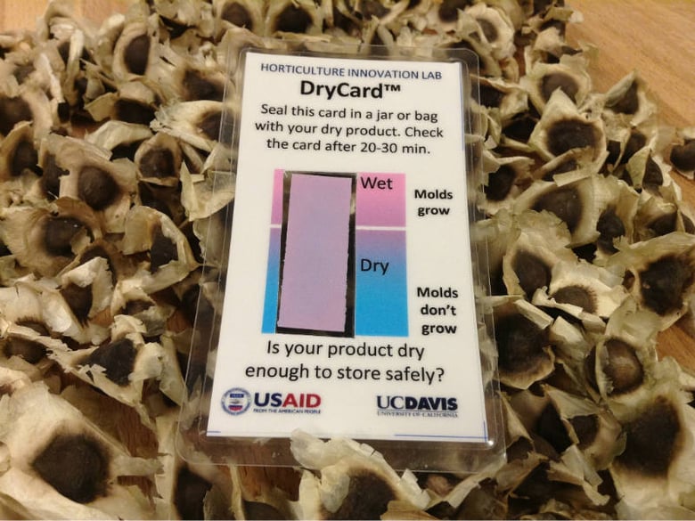 UC Davis "DryCard" sits on top of dried moringa seeds.