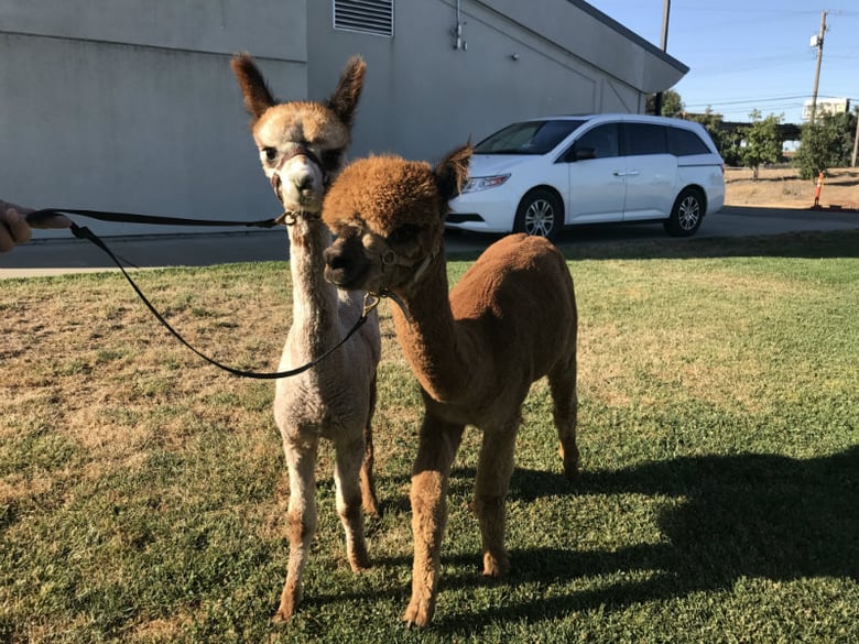 Victory! Chico's, Soma, and Others Ban Alpaca Fleece